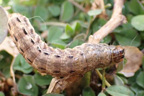Noctua pronuba